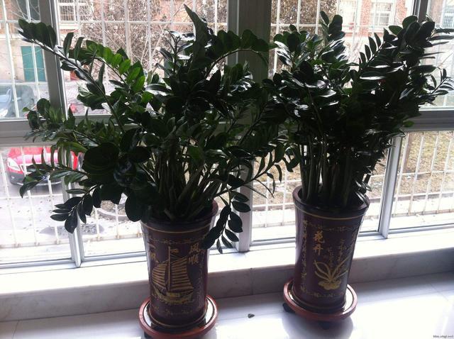 提高孩子成绩风水植物_植物风水_适合放在办公室的风水植物