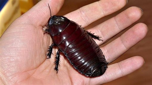 餐厨_厨餐一体设计_厨餐一体很后悔