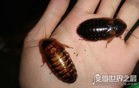 餐厨_厨餐一体很后悔_厨餐一体设计