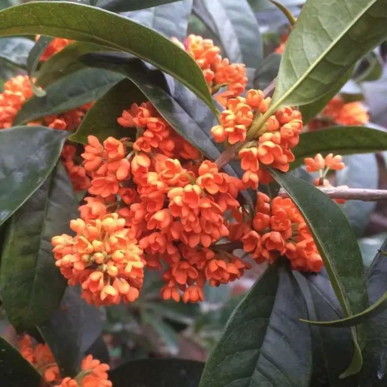 提高孩子成绩风水植物_植物风水_风水植物什么最好