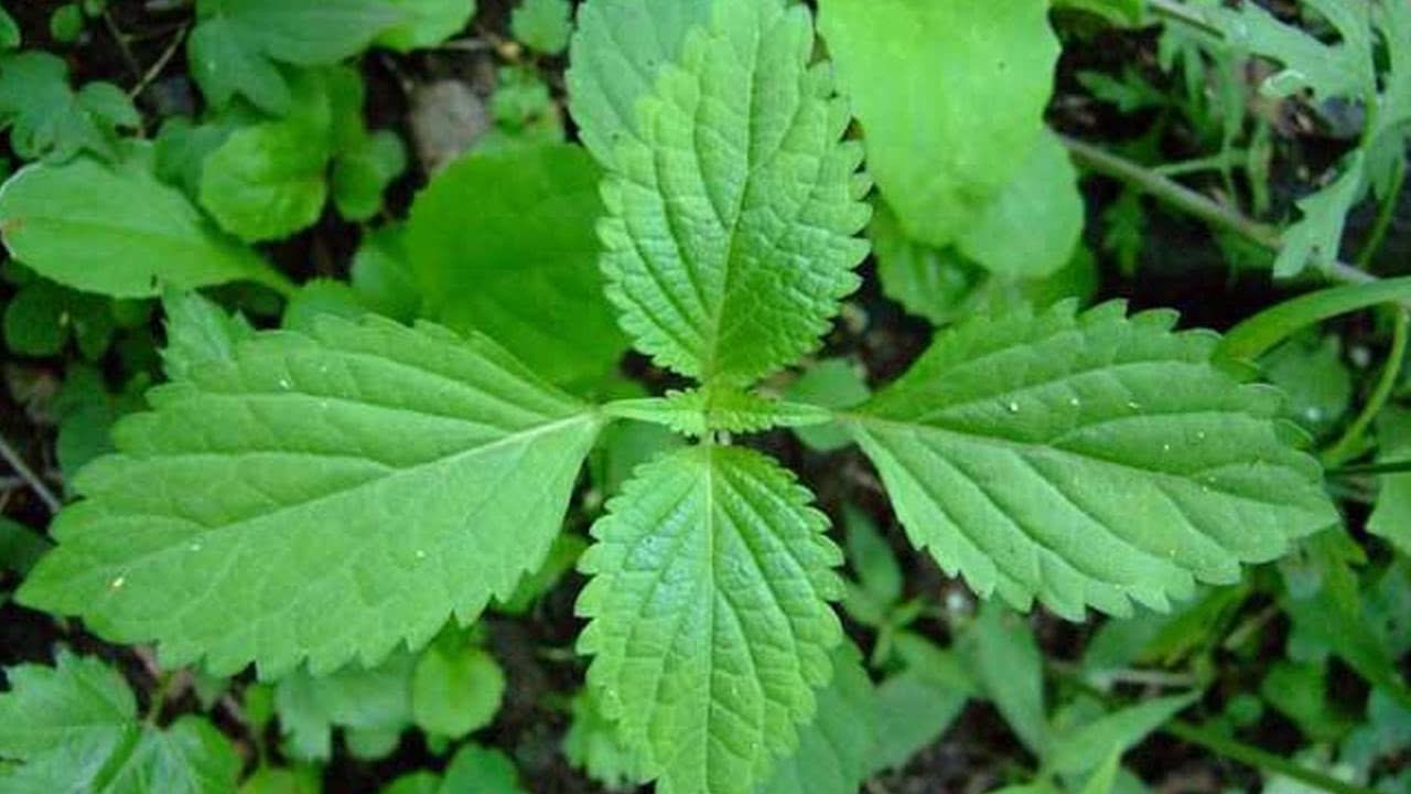 武清新伟祥：网络营销可以在八个方面发挥作用