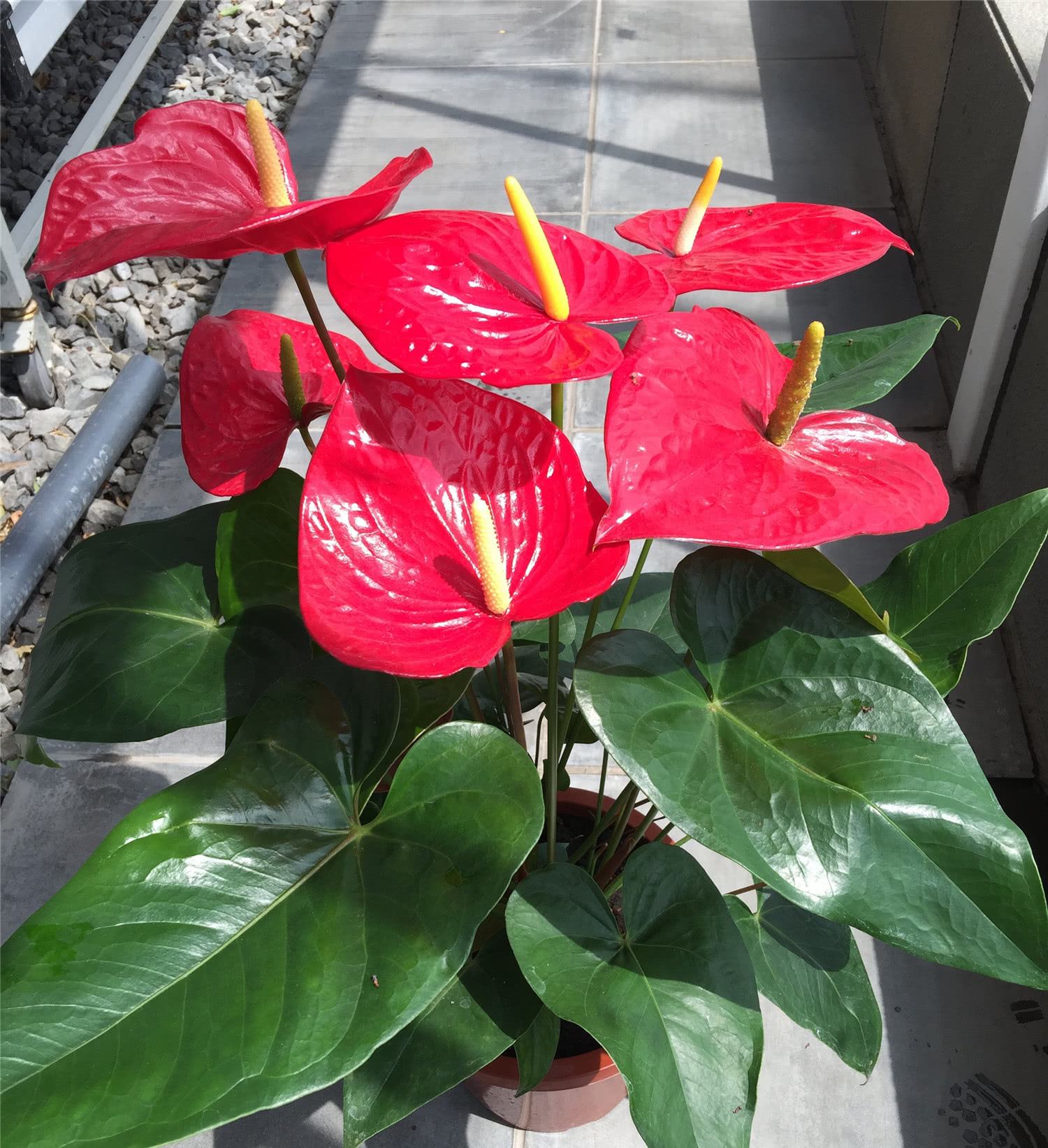 植物风水_卧室风水植物_办公室最旺风水植物