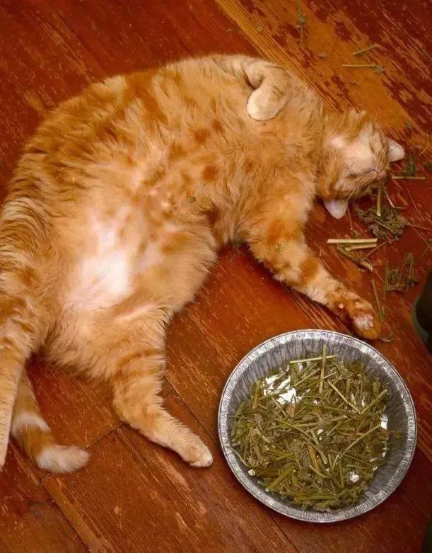 2019年意大利A"空间空间设计银奖，狗狗禁止进入猫候诊间