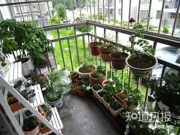 慈世堂:家里养花需要注意的风水讲究(图2) 植物风水_女领导办公室最旺风水植物_风水植物最好养哪几种