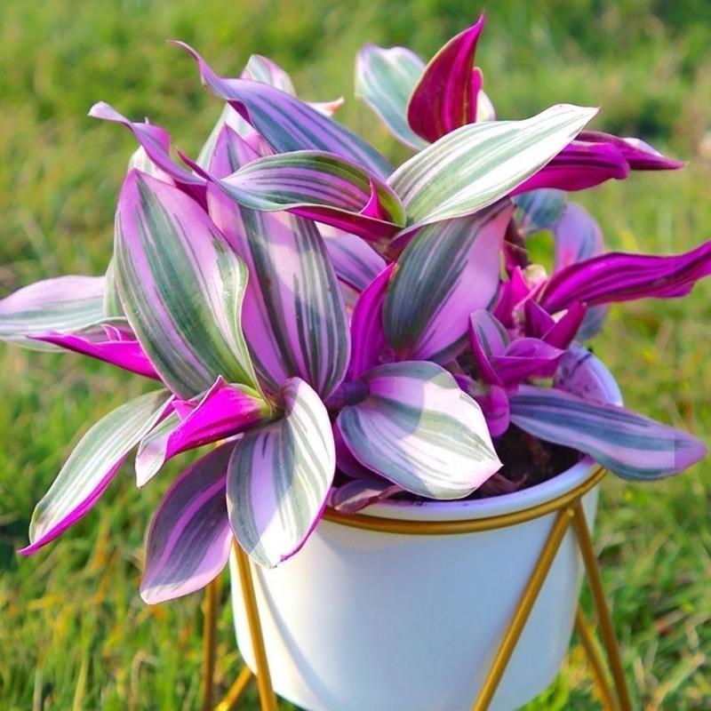 宠派养花大全:花卉植物的风水寓意和摆放姿势