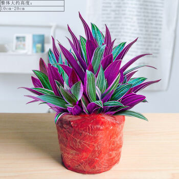 风水植物什么最好_提高孩子成绩风水植物_植物风水