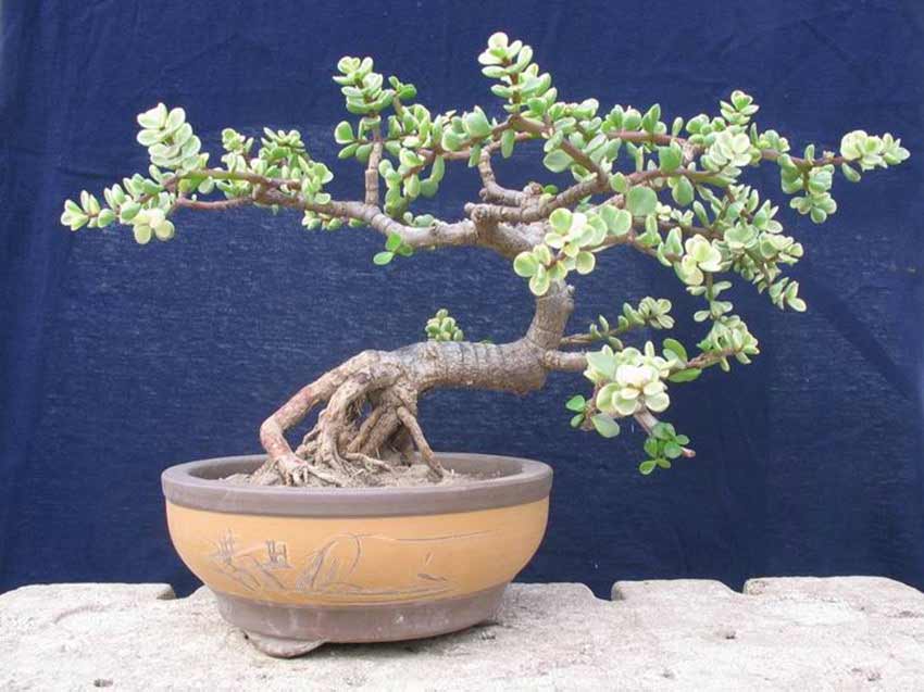 读史满庭、花木芬芳的原因——植物风水学-庭院风水