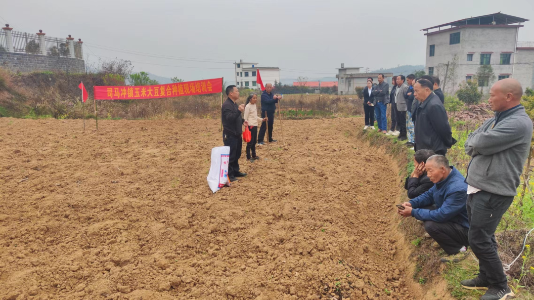 四川大豆玉米带状复合种植技术现场观摩培训会在遂宁举行(图3) 粮油作物_粮食作物_粮油作物原料