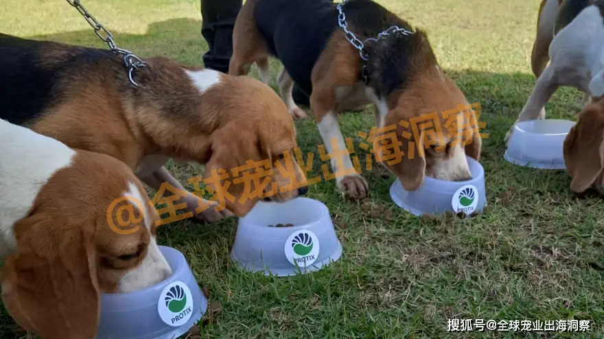 宠物美容师证怎么考_宠物托运_宠物