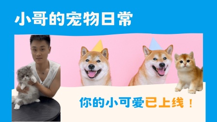 宠物寄养协议_宠物寄养_宠物寄养一般怎么收费