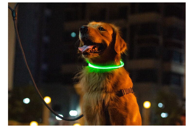 这只带着脖圈的宠物狗躺在小区门口瑟瑟发抖