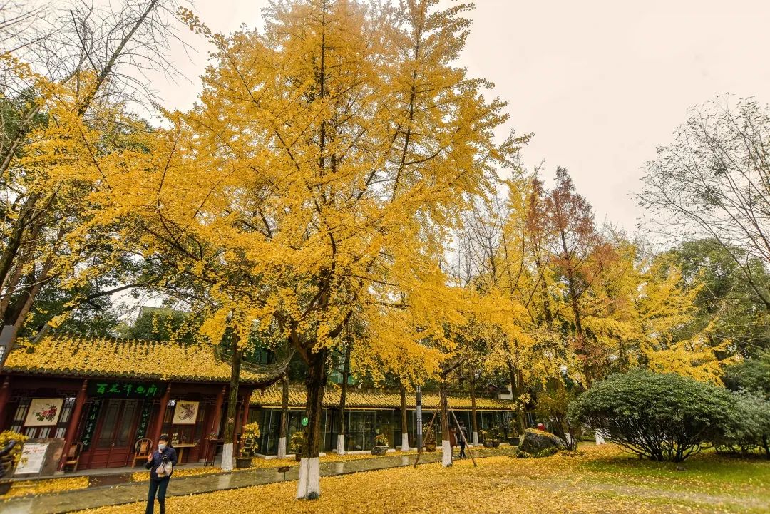 成都红星路南延线直达世纪城东部银杏的九个展馆