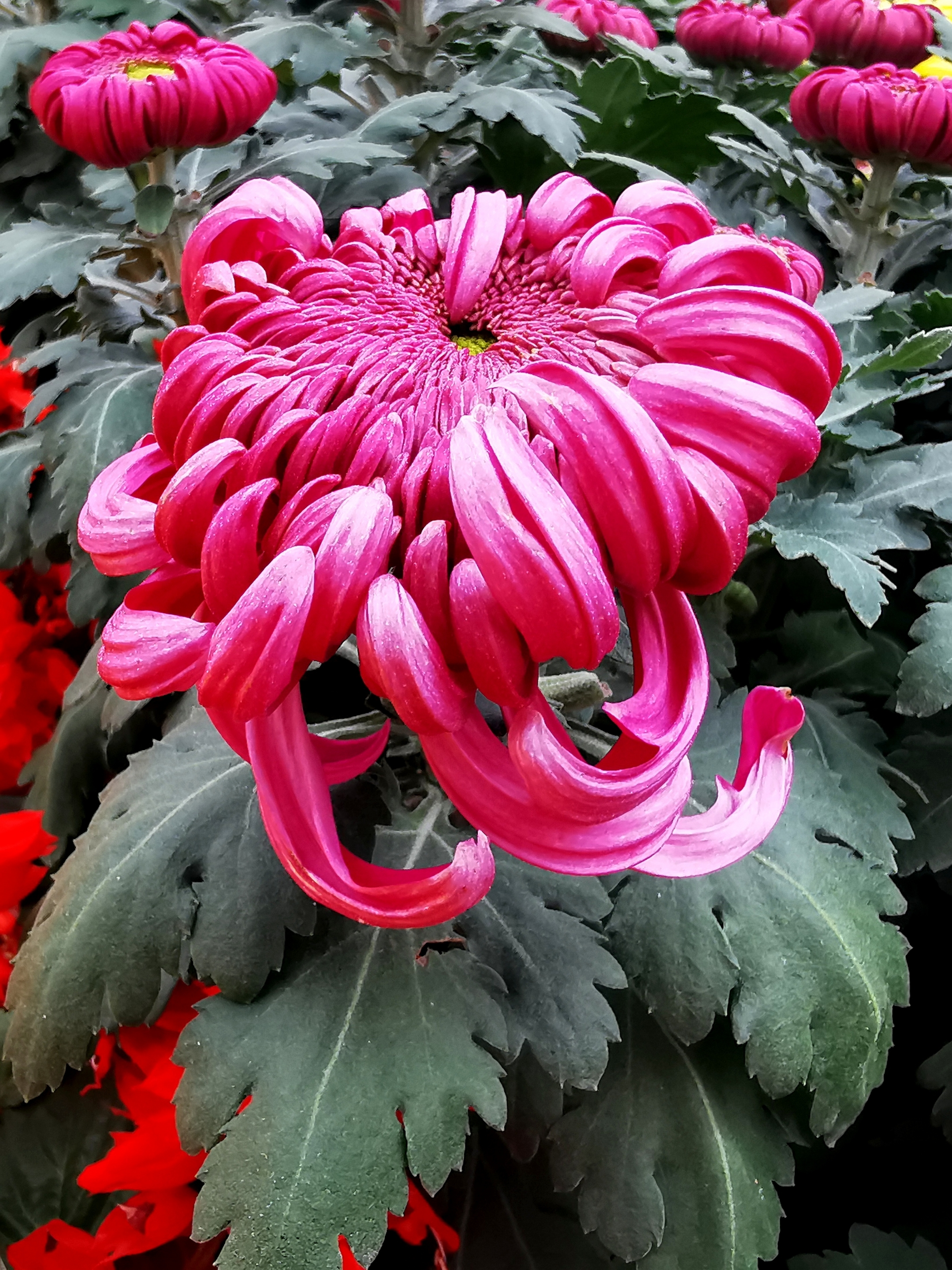 如何把菊花拍摄出“一花一世界”的感觉？