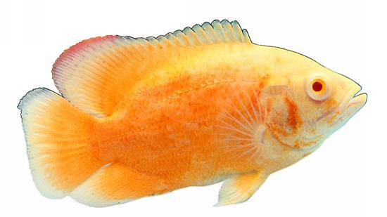 解梦周公解梦大全七星彩_周公解梦：_解梦周公解梦大全查询