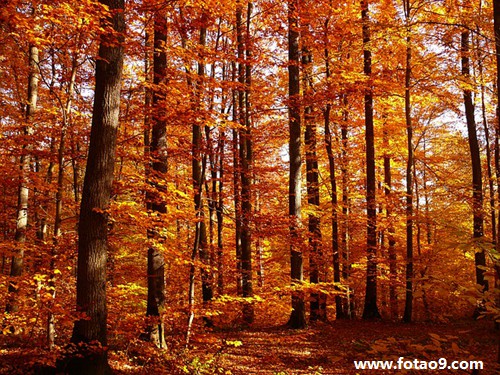 解梦周公解梦大全查询_解梦周公解梦大全七星彩_周公解梦：