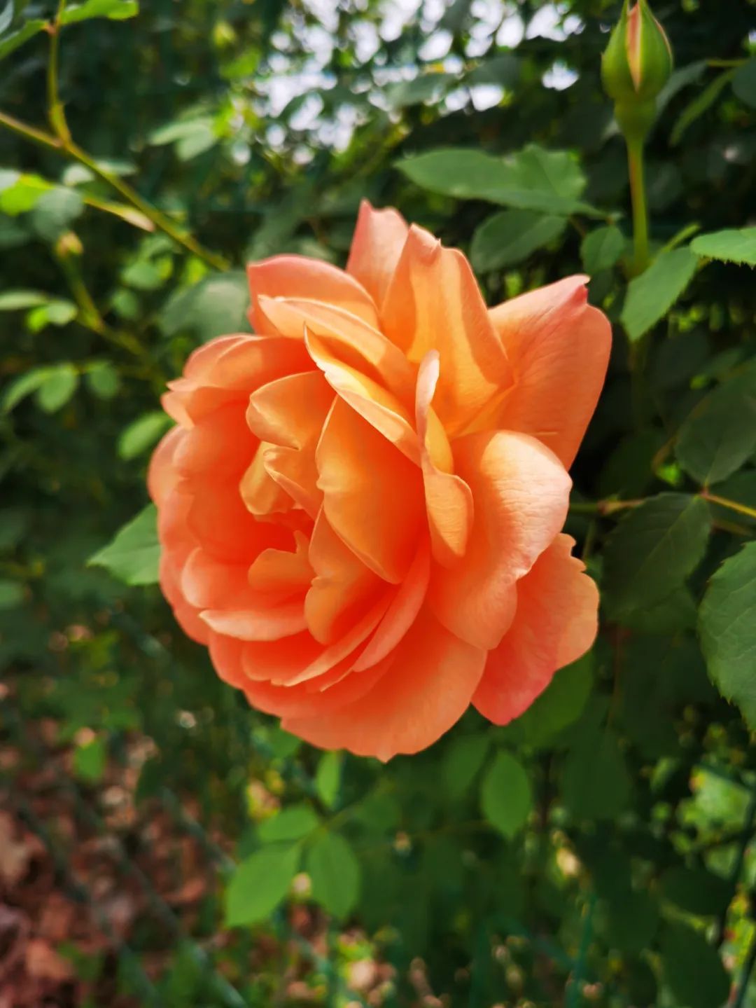 草坪喷头_草坪围栏护栏_草坪