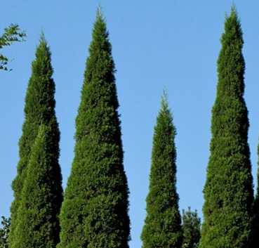 植物风水_适合种大门口的风水植物_风水植物最好养哪几种