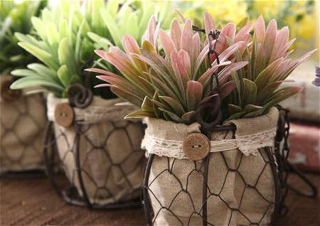 植物风水_风水植物什么最好_适合种大门口的风水植物