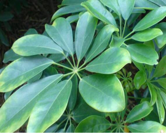 风水学：绿色植物风水的作用及适宜的植物有哪些