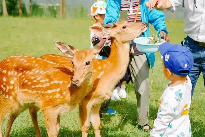 宠物寄养合同_宠物寄养一般怎么收费_宠物寄养