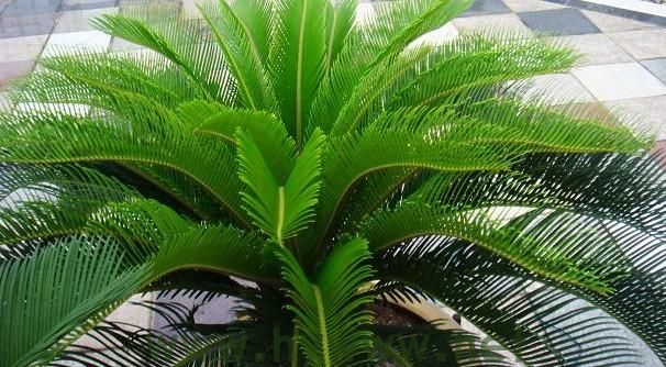 铁树开金花，生肖象征何意？精选解答详解 - 腿腿教学网