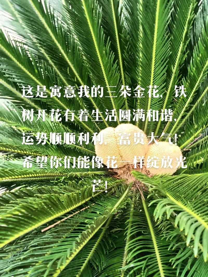 铁树开金花，生肖象征何意？精选解答详解 - 腿腿教学网