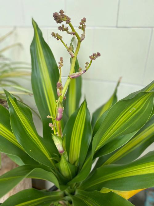 铁树开金花与生肖的关系:解析答案 铁树开金花与生肖的关系:解析答案 - 腿腿教学网