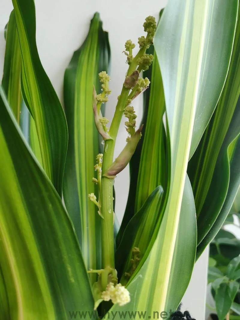 铁树开金花与生肖的关系:解析答案 铁树开金花与生肖的关系:解析答案 - 腿腿教学网